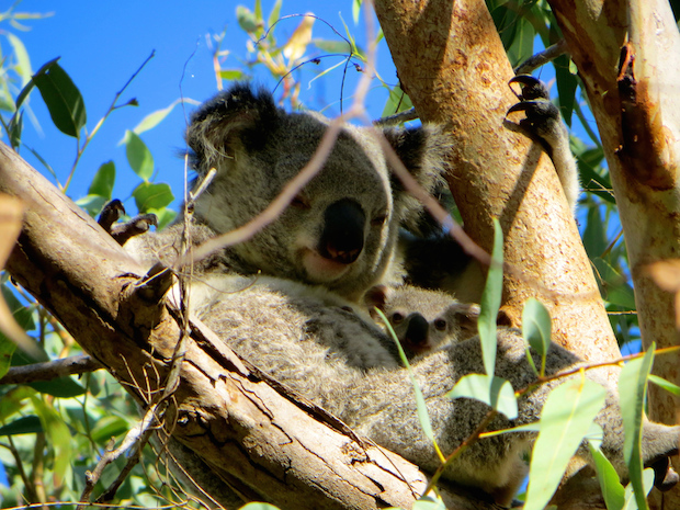 Koala copy