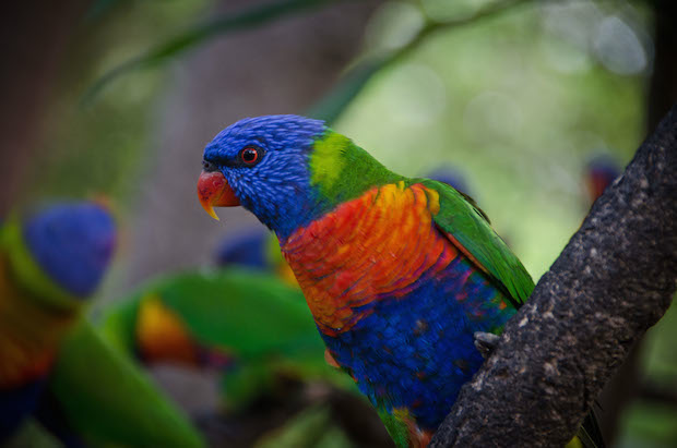 You'll likely meet this colorful little bird in Australia. Photo of a Rainbow Lorikeet by Eric Kazyak, University of Maryland who studied abroad in Australia.