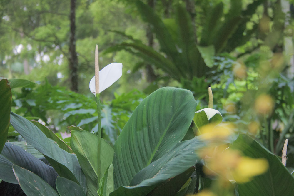 Soft Orchid, Botanical Gardens (cc license, NatasiaCausse) 