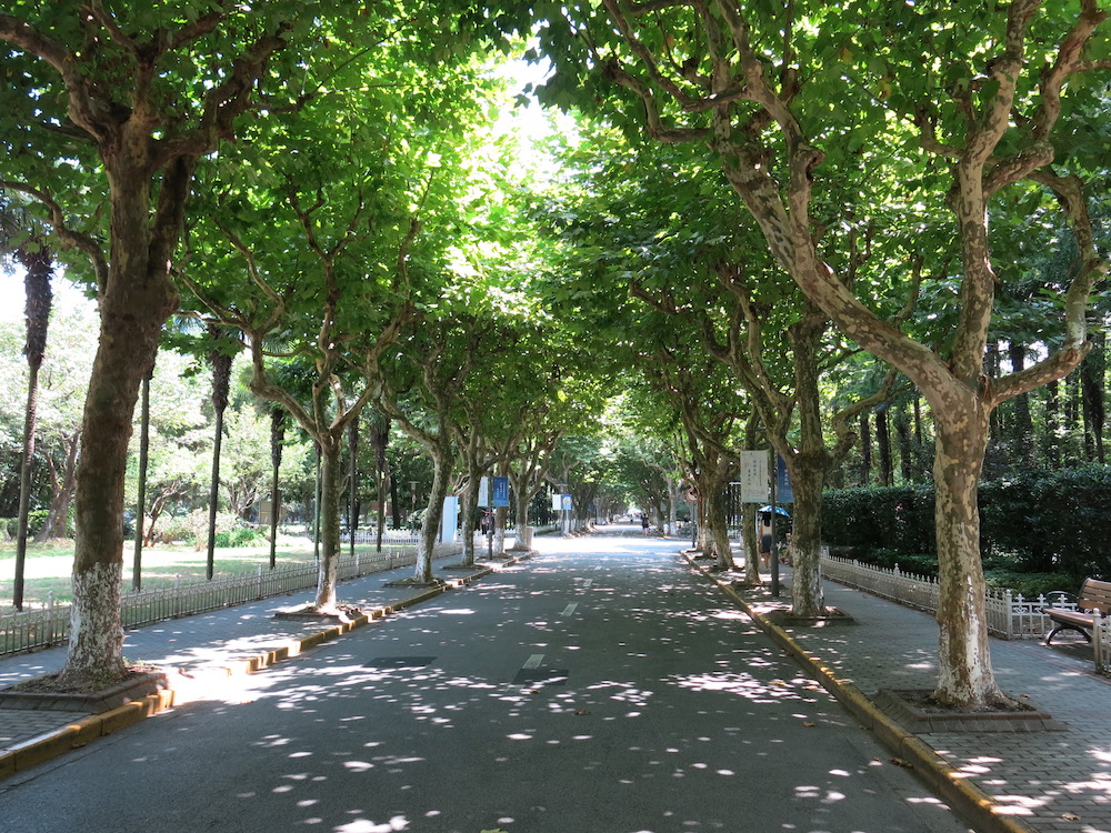 The beautiful tree-lined streets of Fudan University campus.
