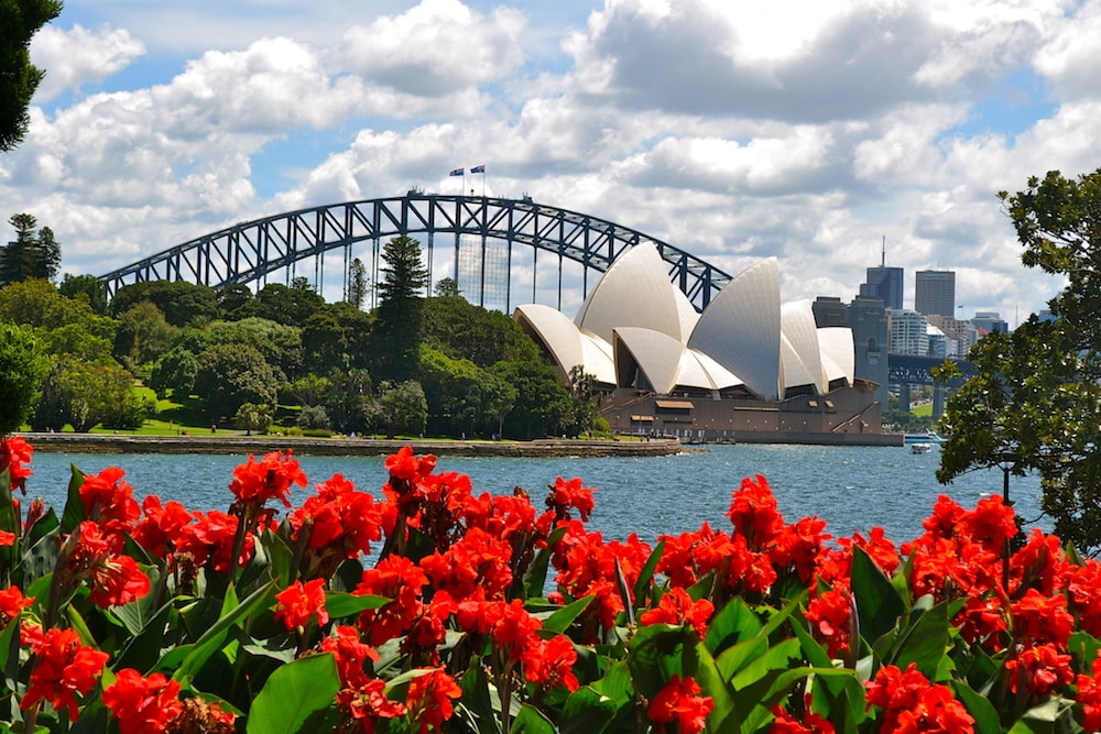 Bright red flowers juxtaposed against the blue water of the Sydney Harbour, both the Opera House and the Bridge in the background