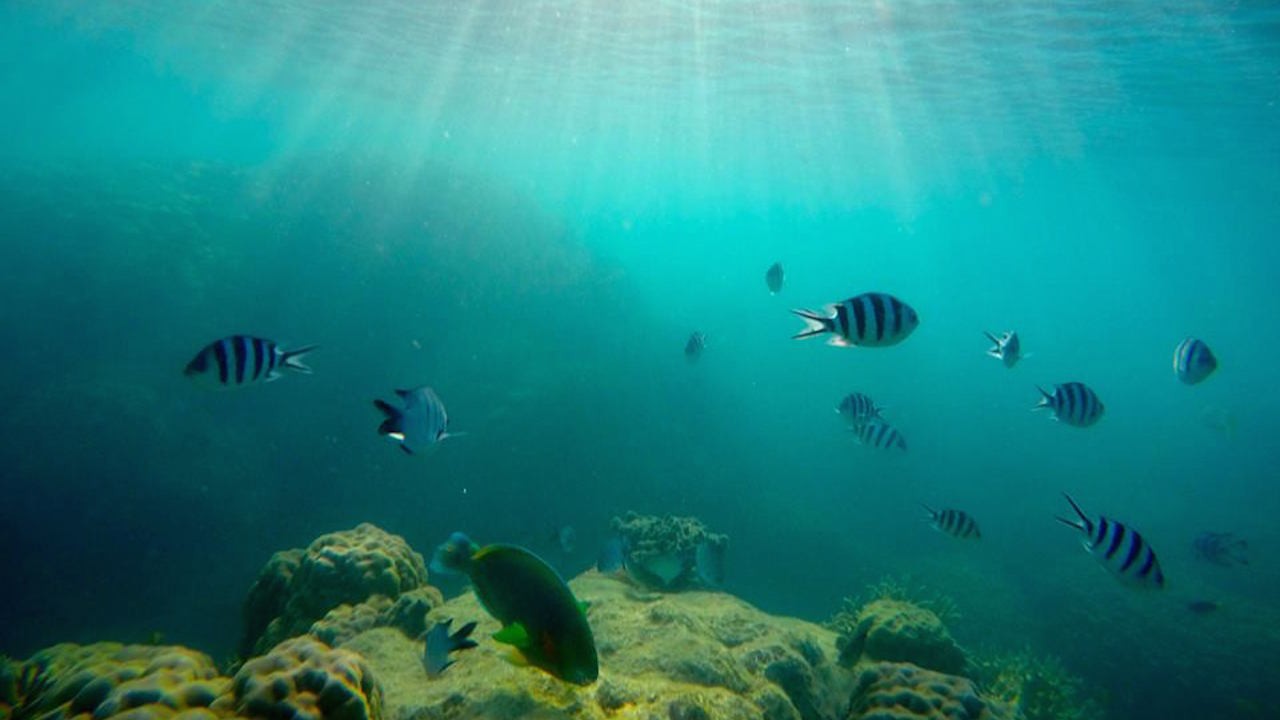 Underwater scene of fish and coral in Australia