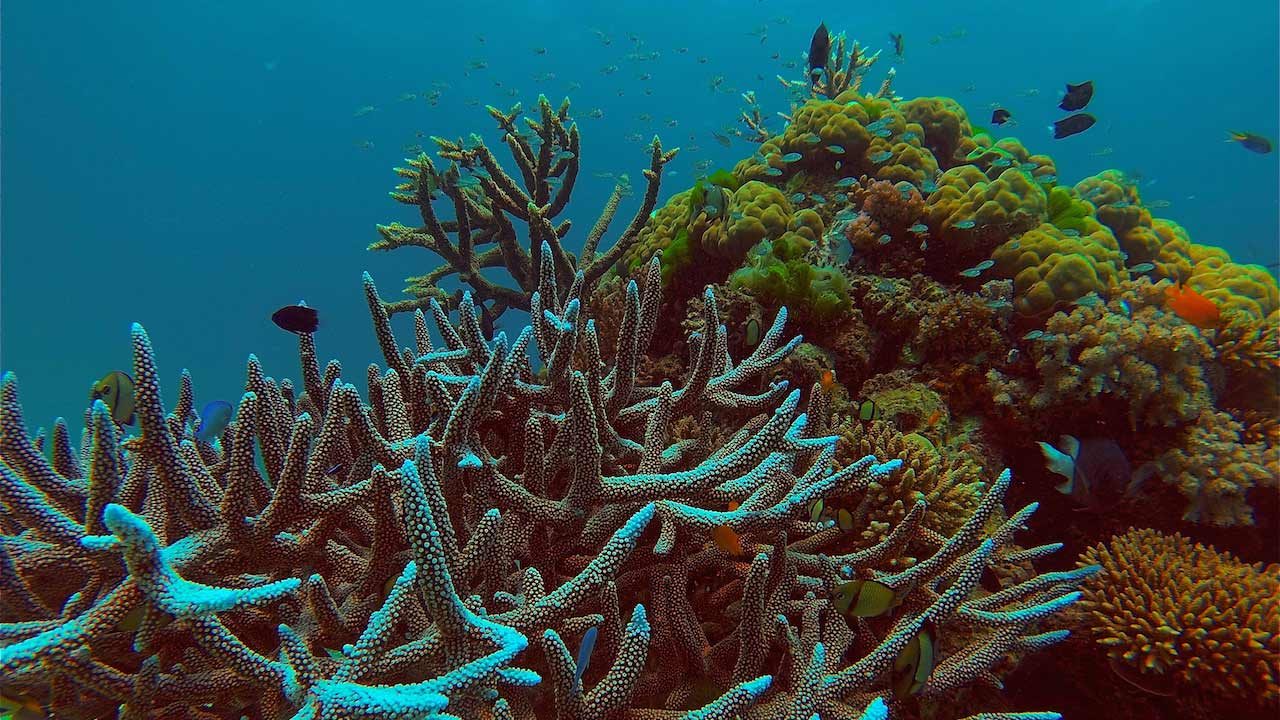 Fish swim around coral in the Great Barrier Reef