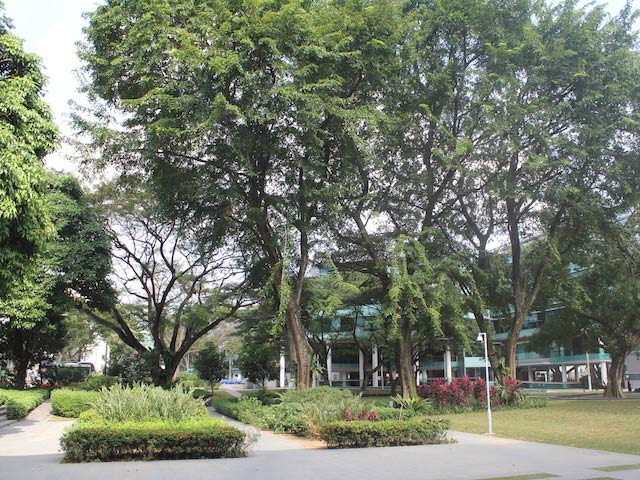 Lush greenery on Singapore Management University's campus