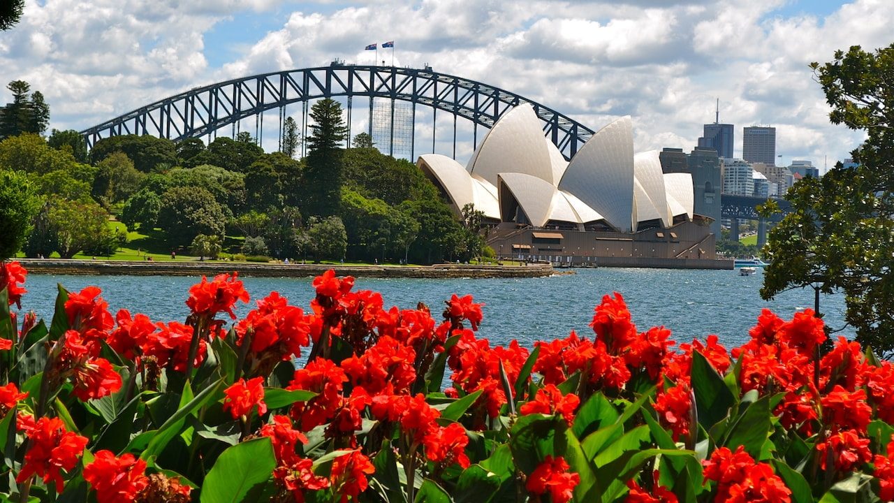 View of the Sydney Opera House and Harbour Bridge with bright red flowers in the foreground