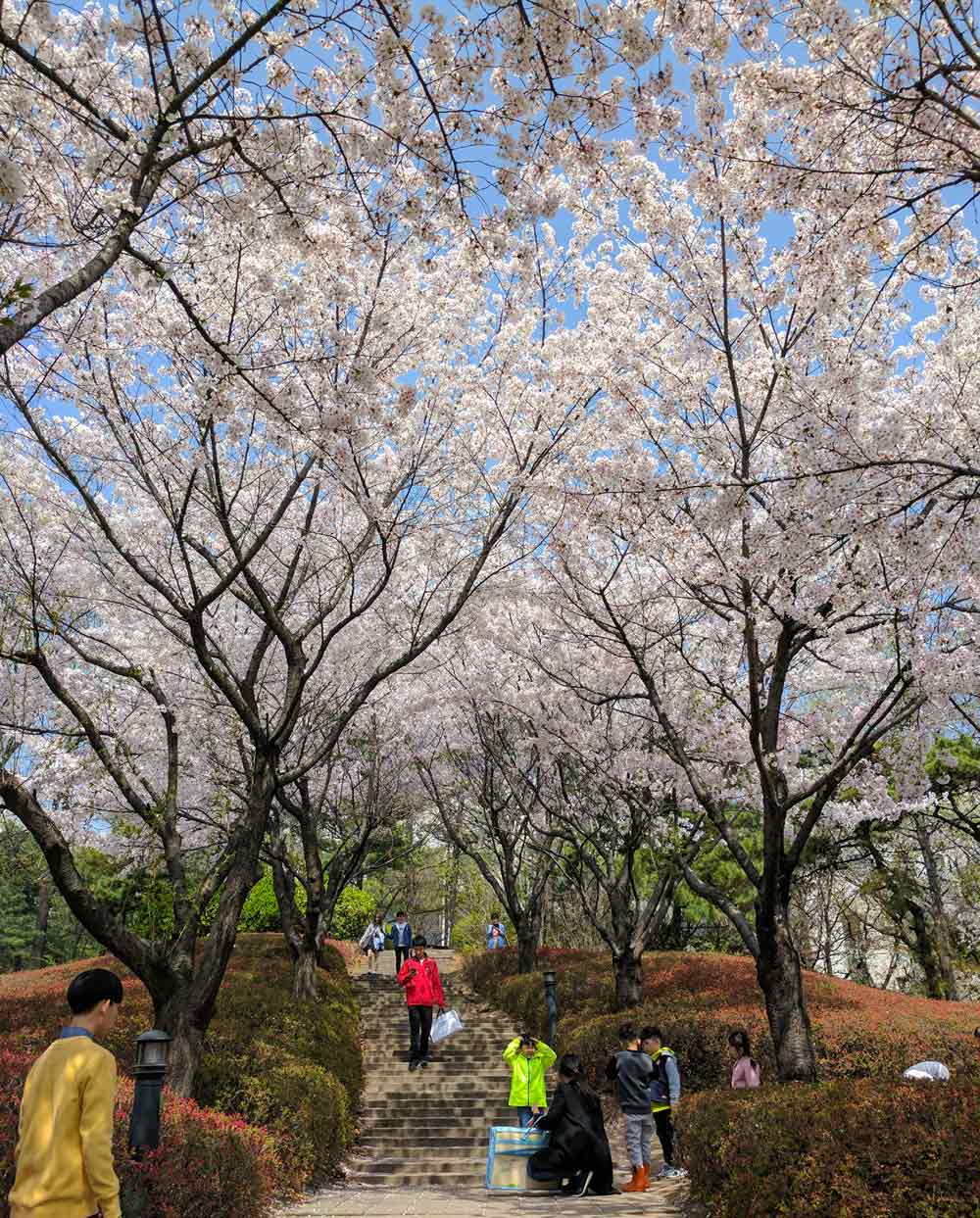 Cherry blossoms on Korea University campus