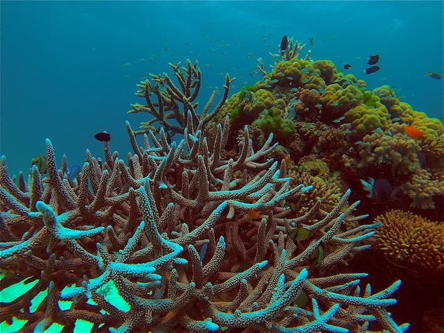 Australia Coral Reef