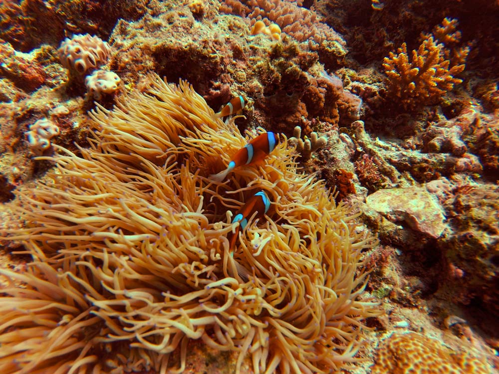 Marine life in Australia - Great Barrier Reef