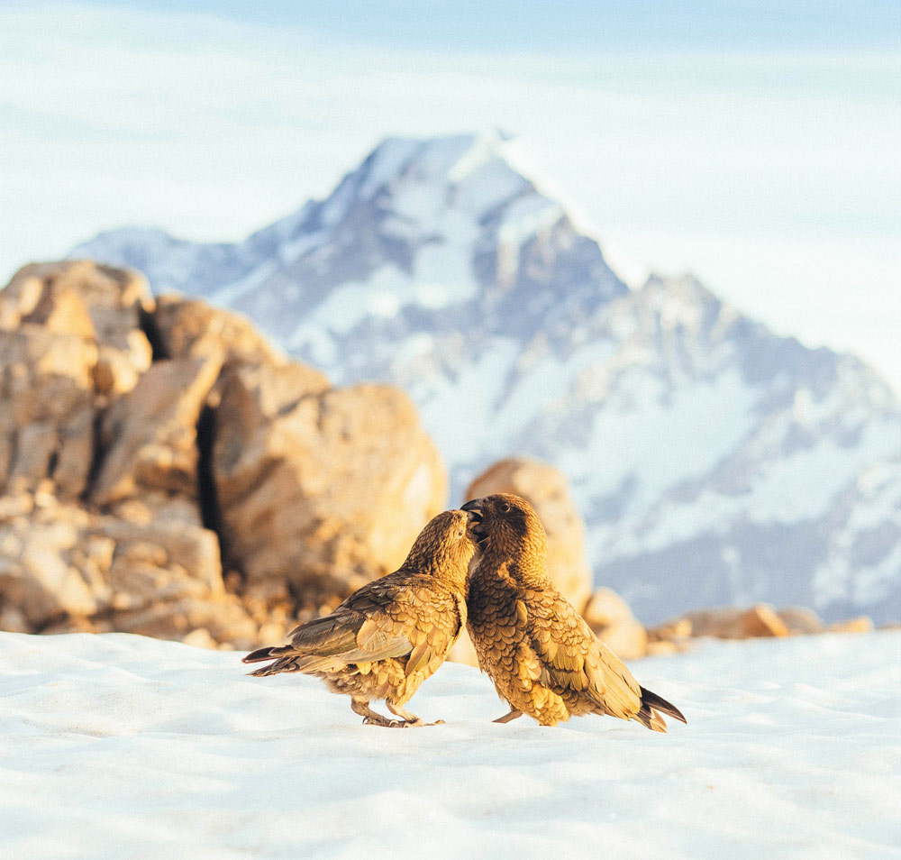 Kea endangered bird in New Zealand