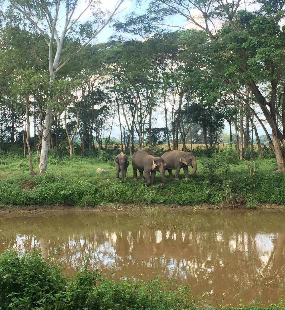 Elephant Valley Thailand