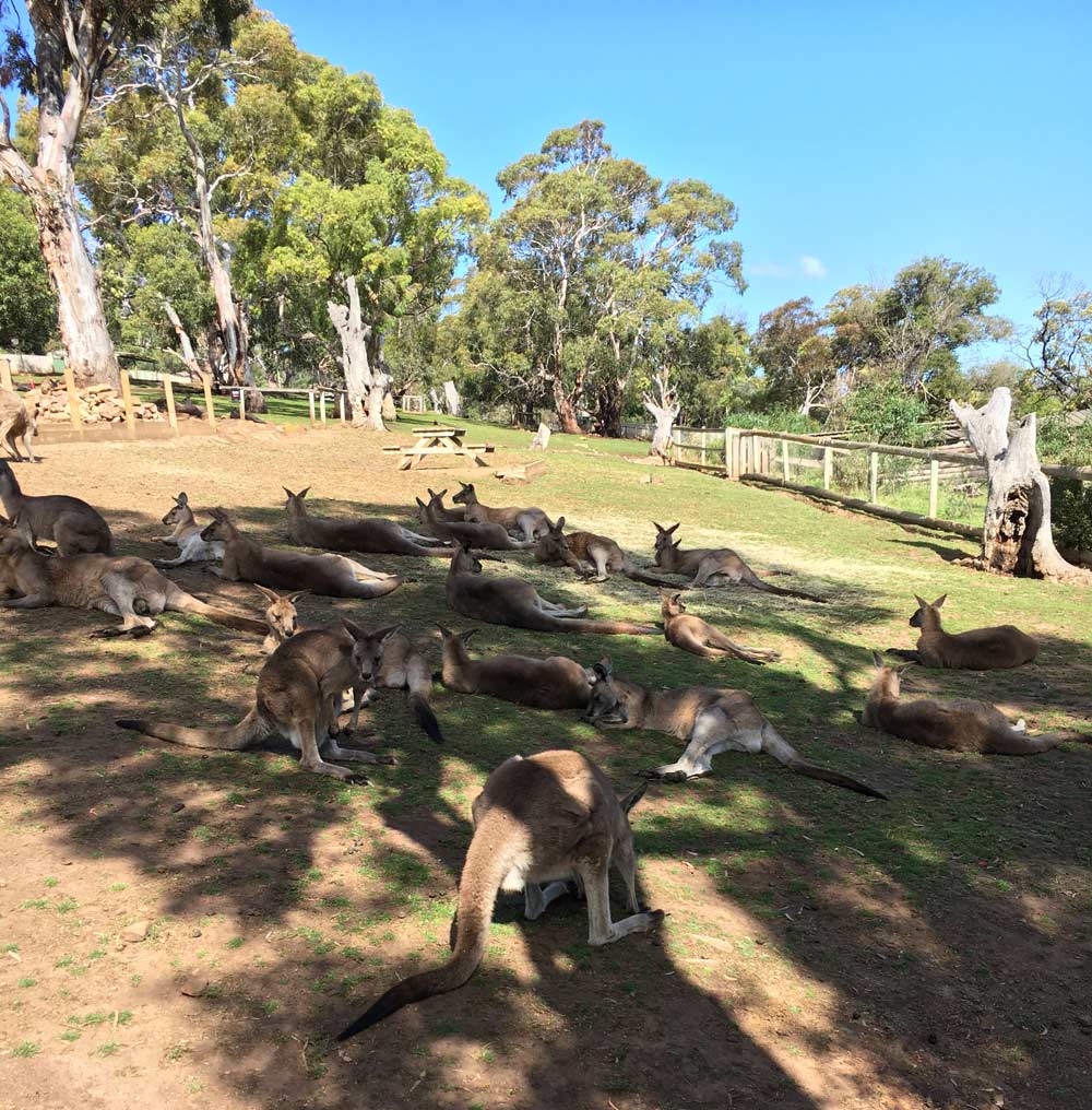 Kangaroos in Australia