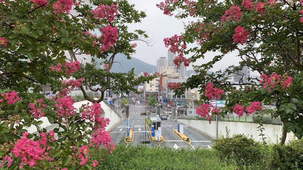 PNU campus in Busan