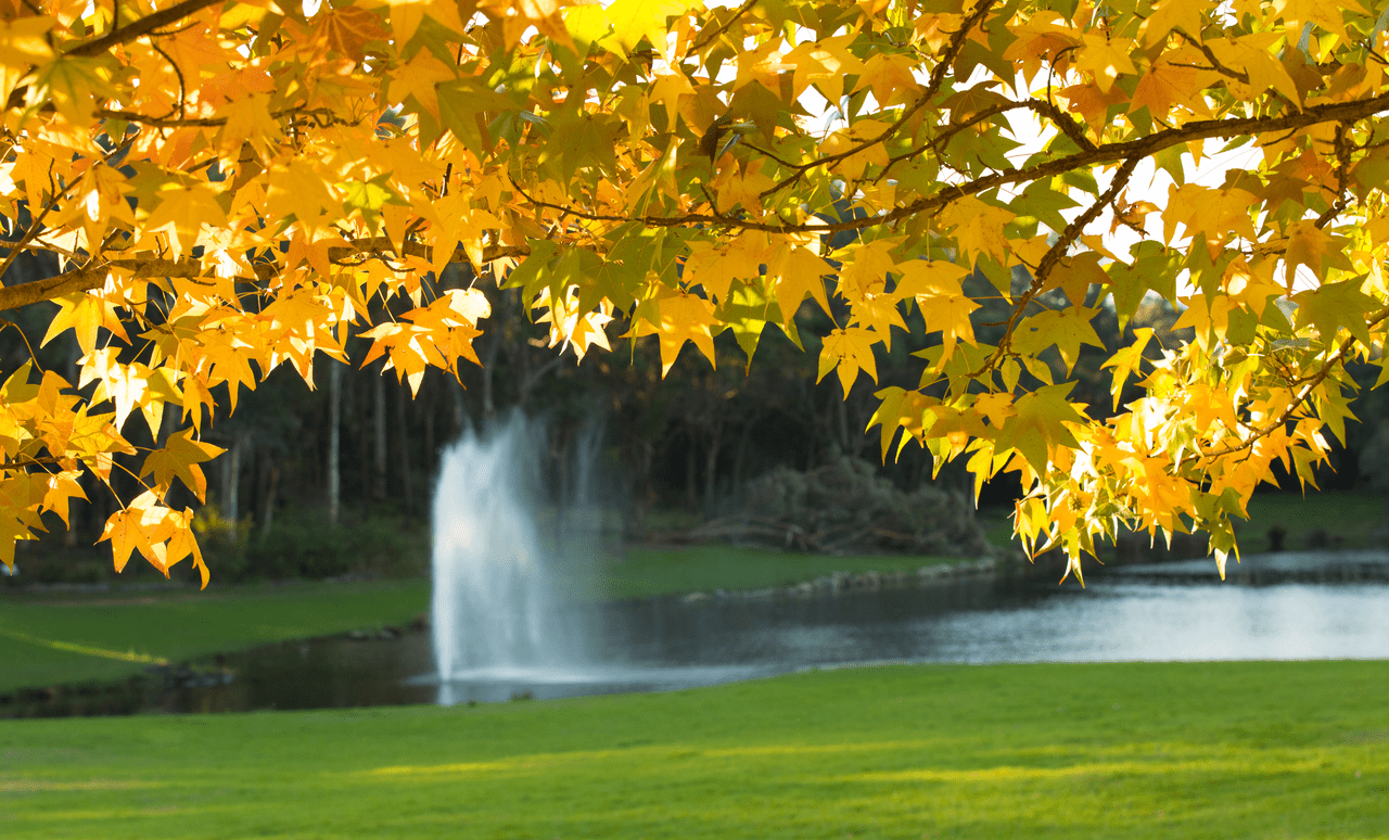 Fall on Macquarie campus