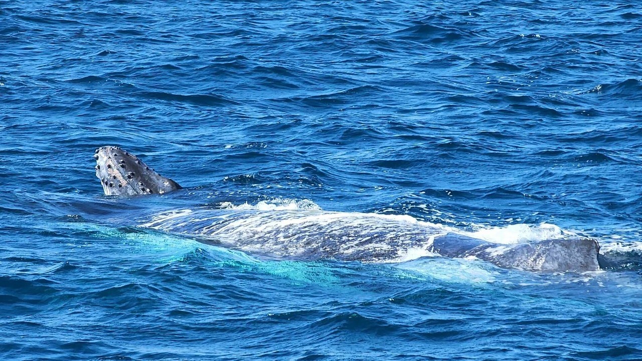 Murdoch Marine Bio Whale
