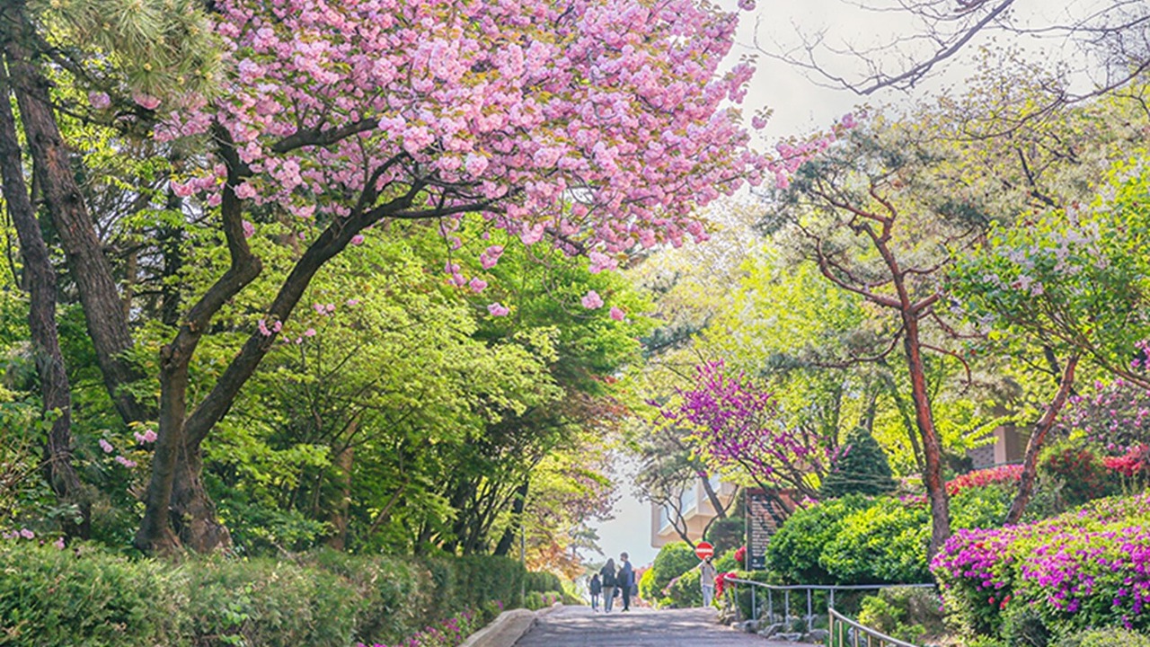 Sogang University cherry blossoms